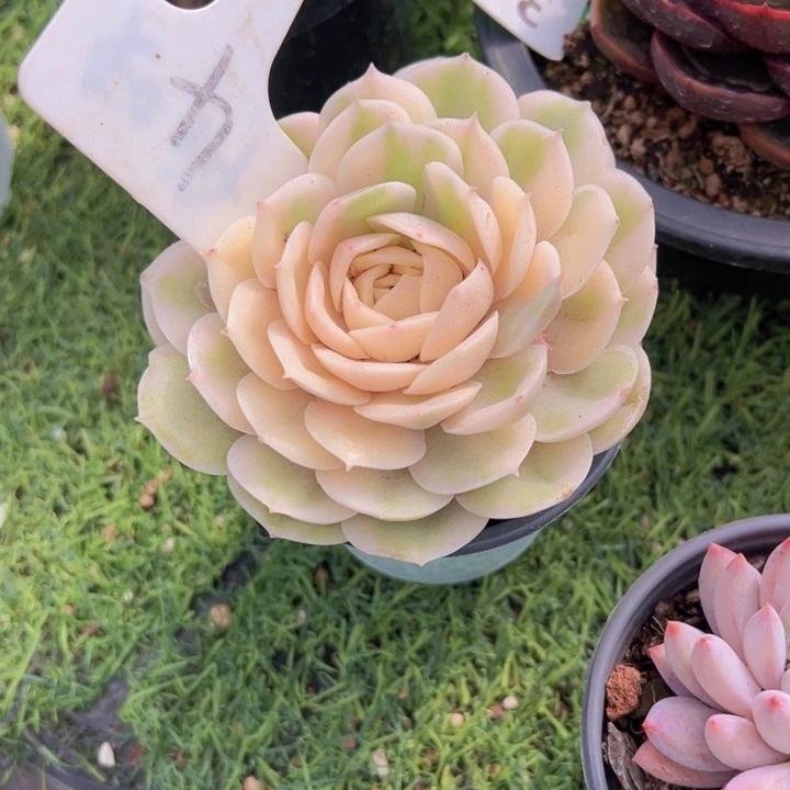 健健康康平平安安