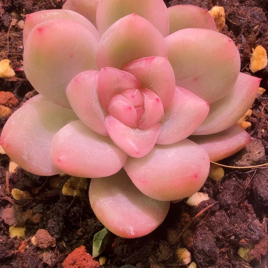 冰月亮锦，多肉植物