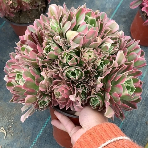 625白凤多肉植物