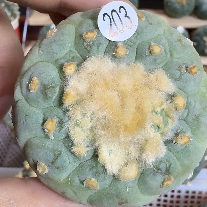实生园艺观赏植物