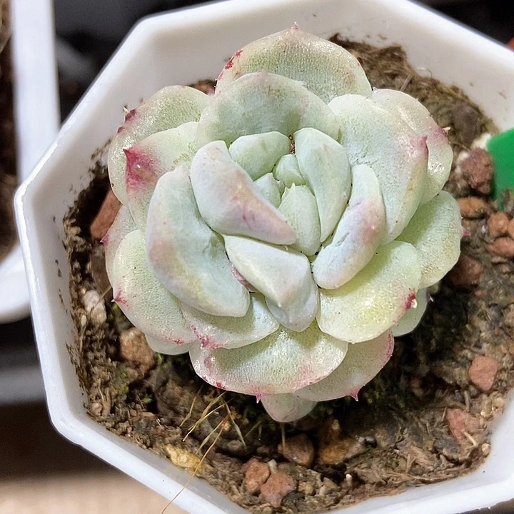 多肉植物1044多肉