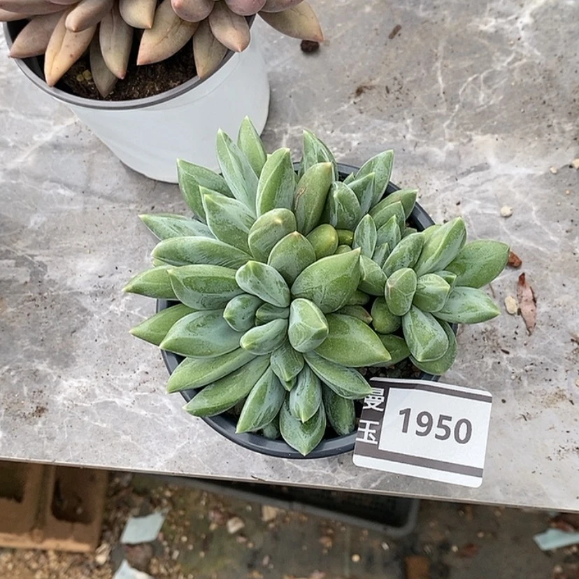 【闪购商品】重楼1950