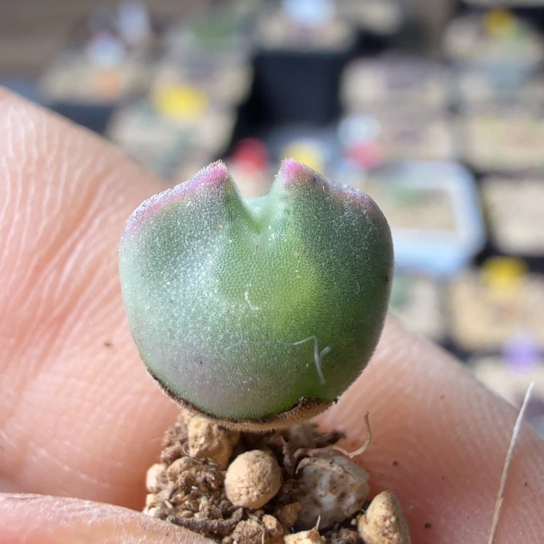 ?***?韩国my大眼睛9-27-c13 毛茸茸