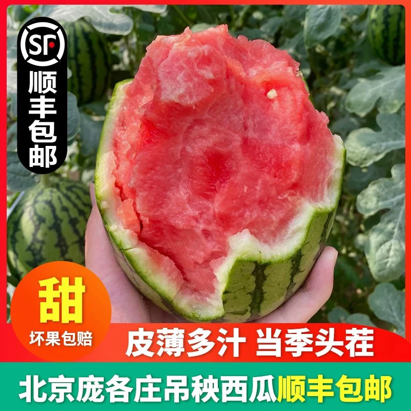 【送礼4个装瓜大】正宗庞各庄西瓜头茬暖棚小吊西瓜脆甜多汁现摘现发13-15斤北京市