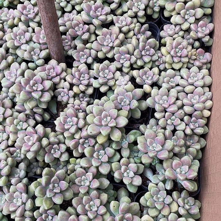 姬秋丽带盆土发货