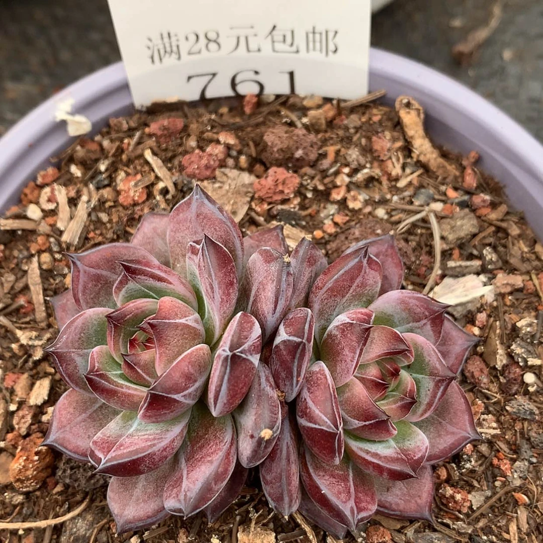 【闪购商品】云761号
