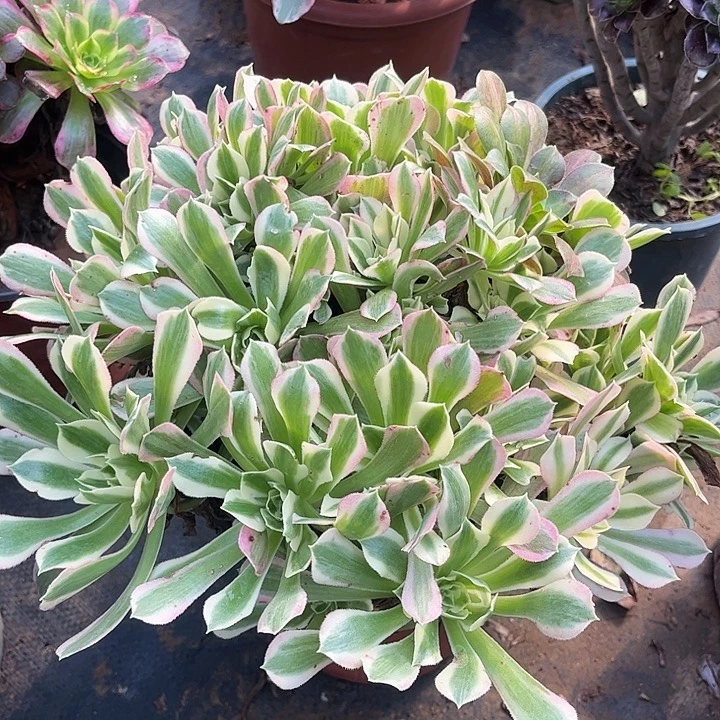 雨花石多肉植物3号