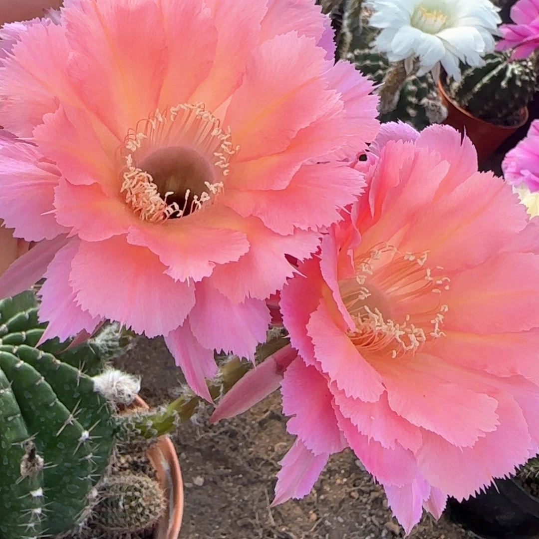 杰***单自根山脉天际线仙人球