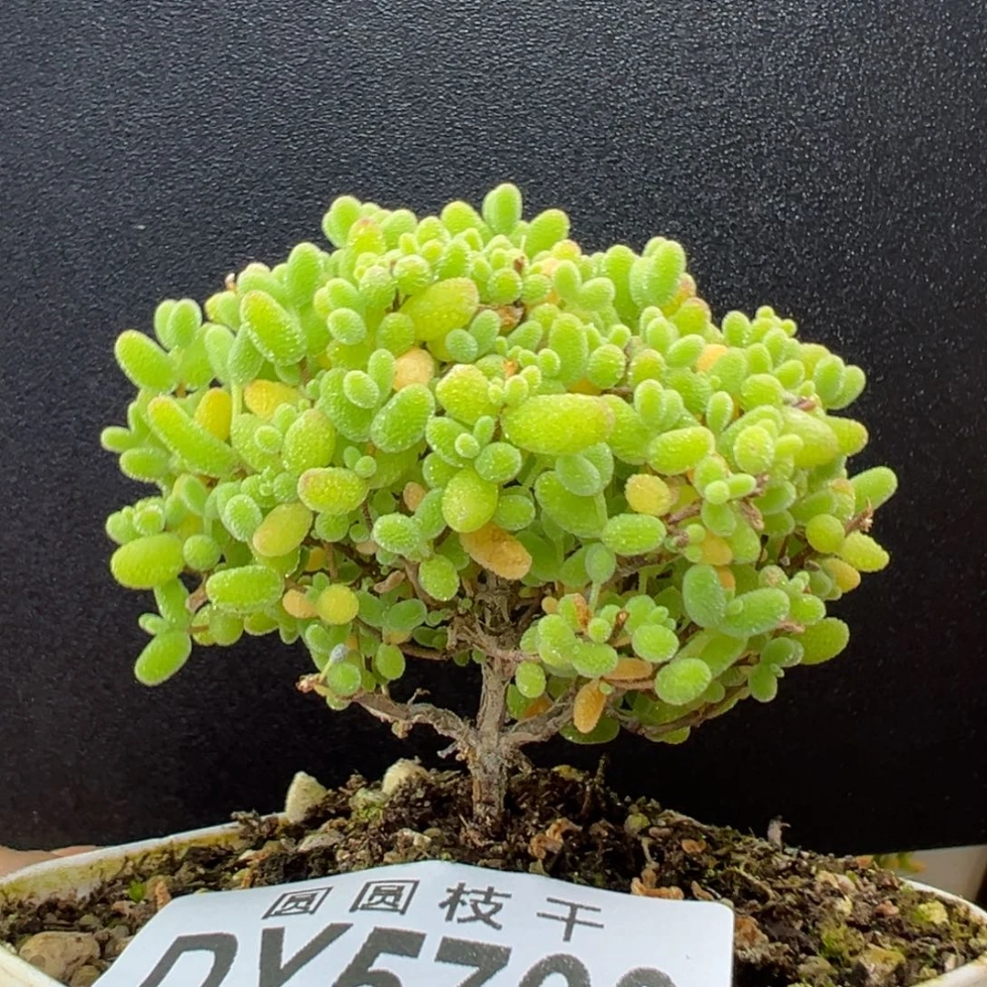 dy5760小可爱蜜橘糖球冠幅5.5cm