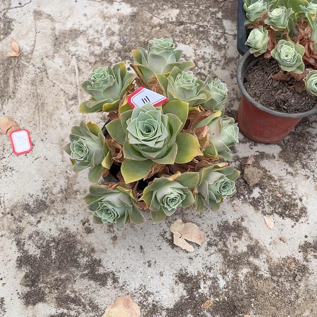 山地玫瑰多肉不售后 111