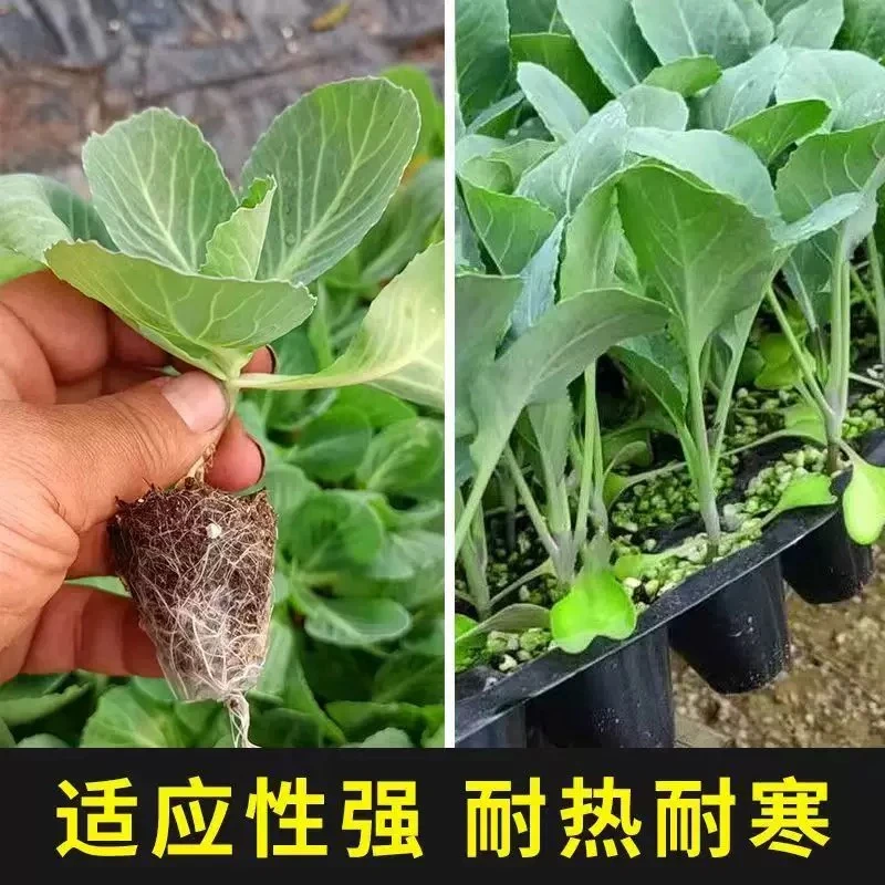 绿甘蓝苗子包菜苗苗孑卷心菜苗蔬菜种苗紫甘蓝莲花白青菜秧苗阳台