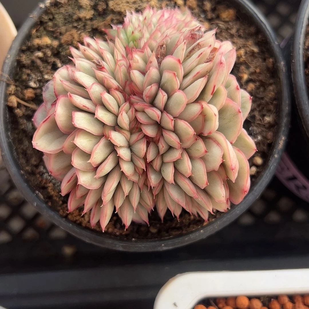 麦秆锦缀多肉植物