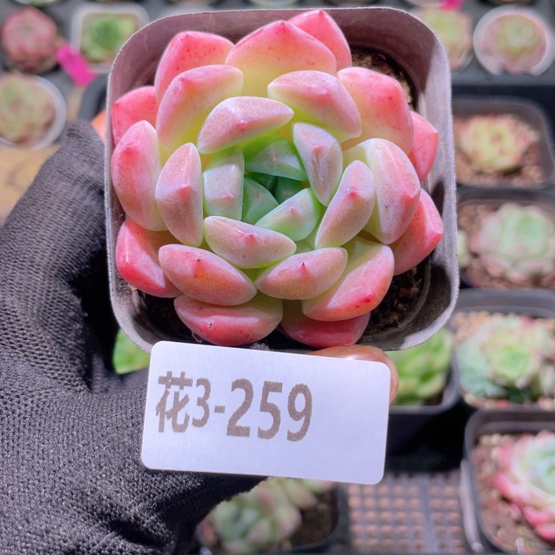 花利美3-259冰糖