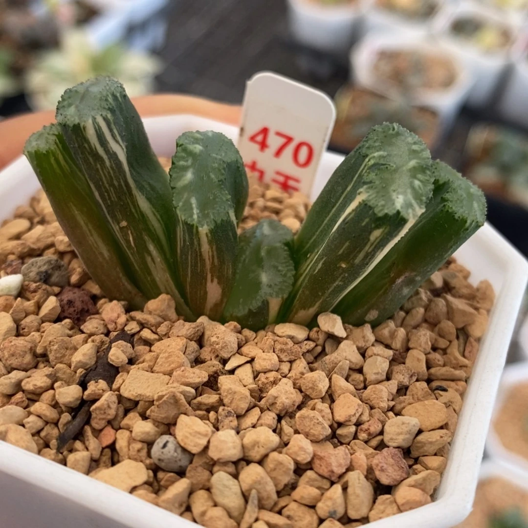 470号荒肌玉扇锦多肉植物