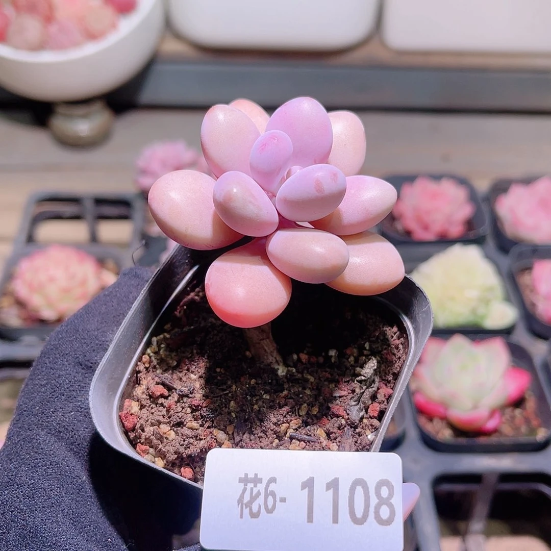 花利美6-1108桃蛋