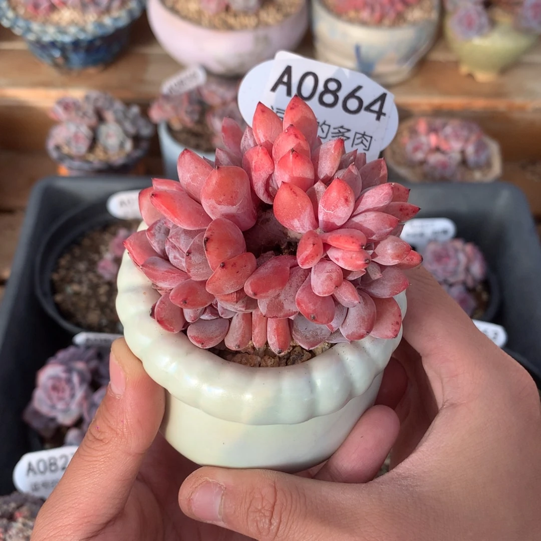 A0864 星影缀 花环状 8cm