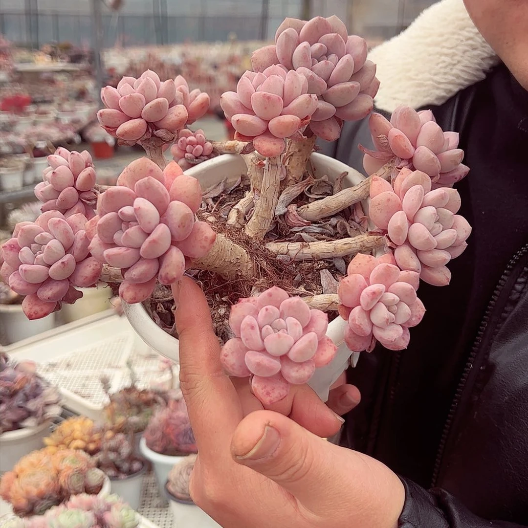 白露多头大盆群多肉