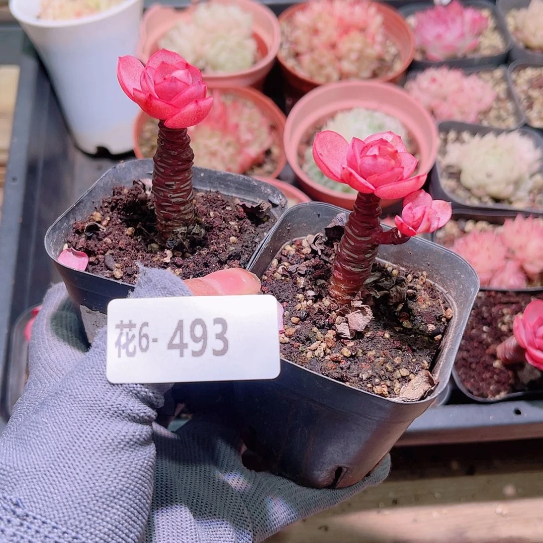 花06-493秀妍  2颗