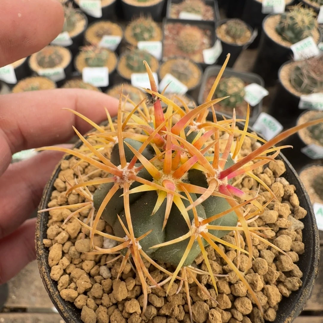 金冠龙 实生仙人球551