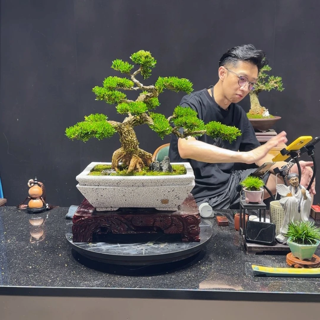 徐***云无花朵黄杨室内室外盆景艺术