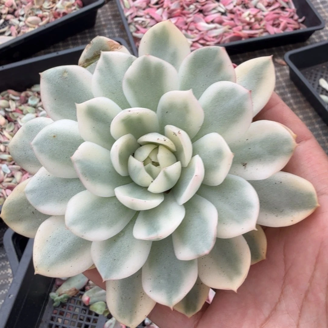 韩水晶锦腹轮锦模特