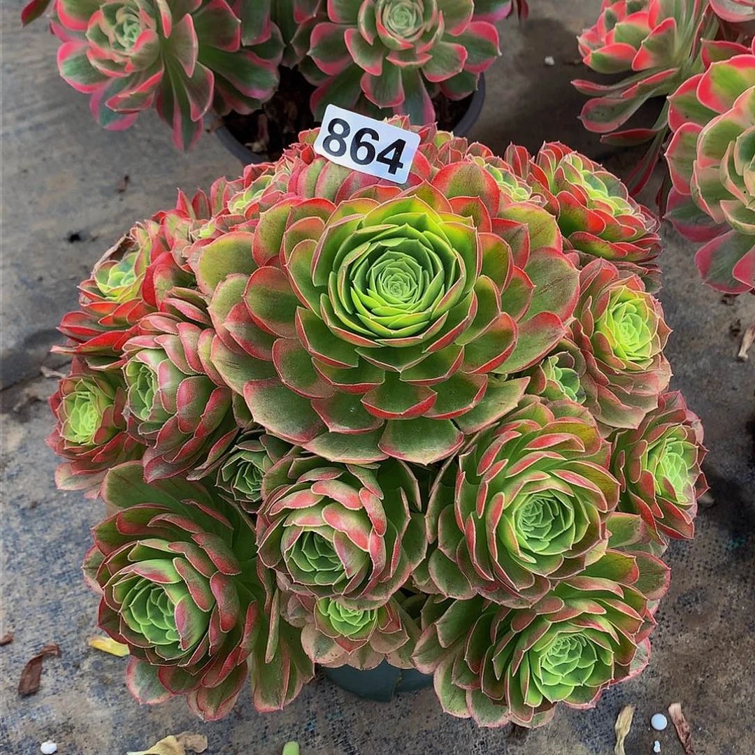 多肉奶白864.00000