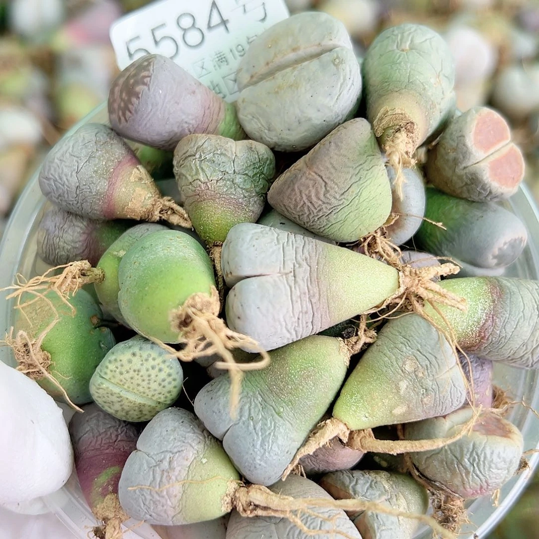 5584 四年混合母本60个有大有小比较干特价处理了