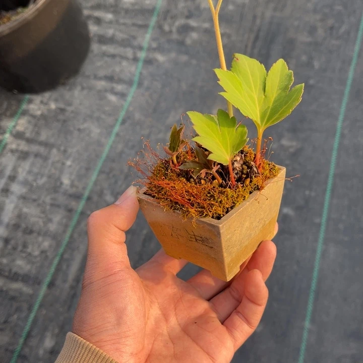 大****）山野山野