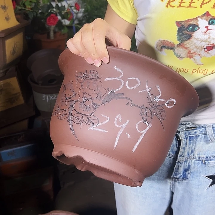 30平角金钟花盆花盆花盆×5