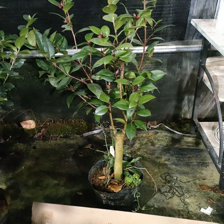 337超墨，原盆原土发货，不包邮