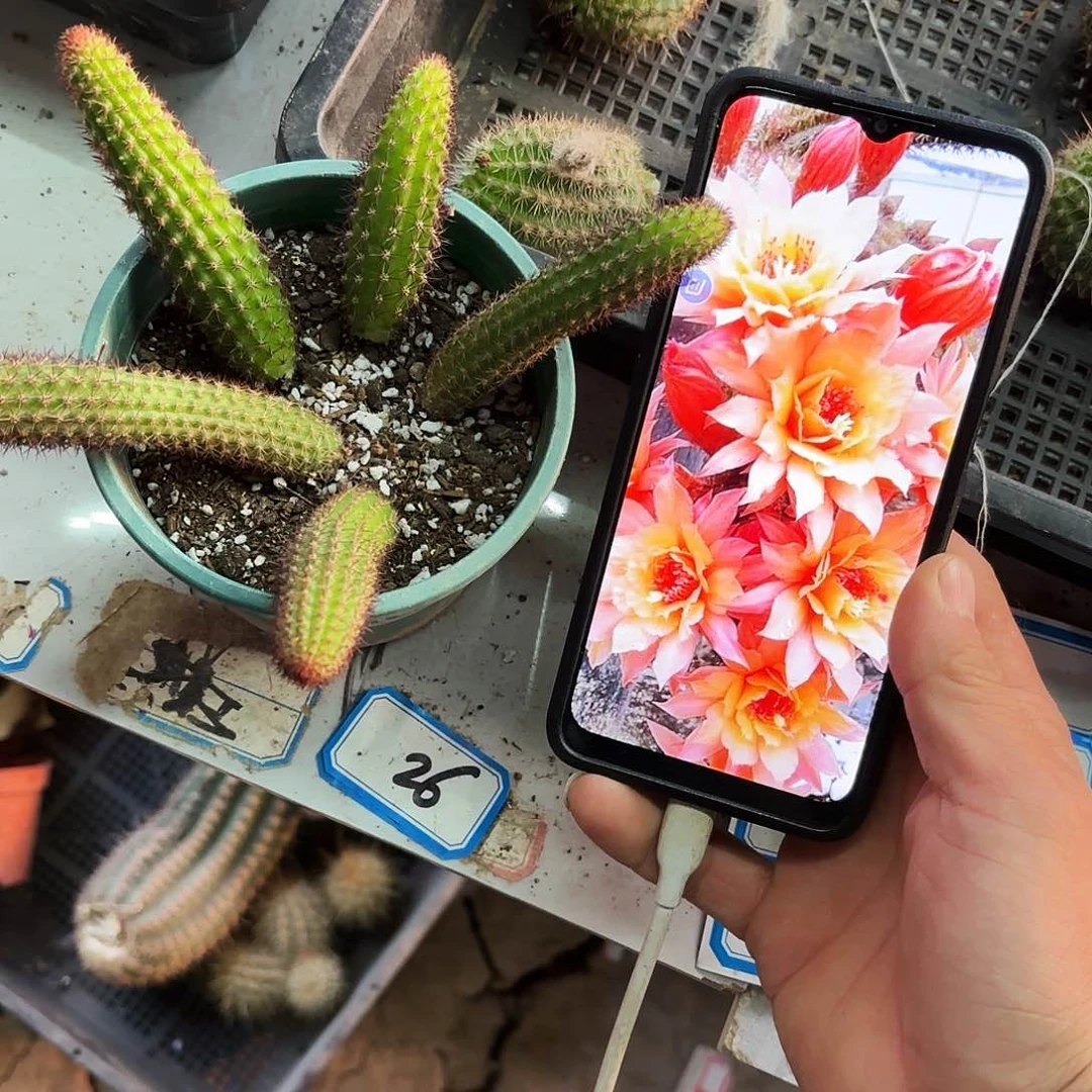 垂钓金妞2个色10颗側牙20包郵仙人球