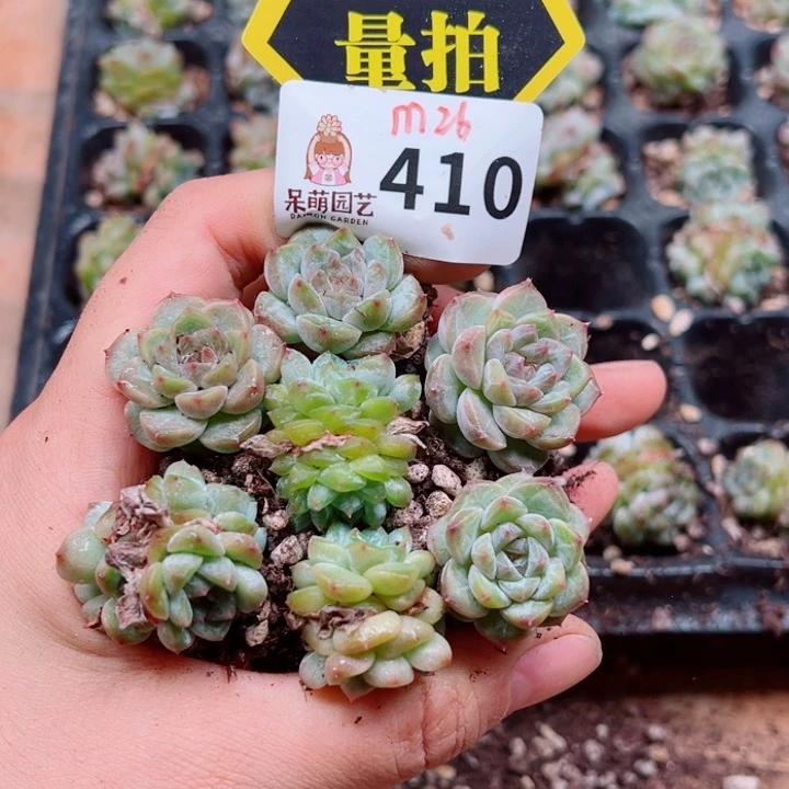 多肉植物多肉植物