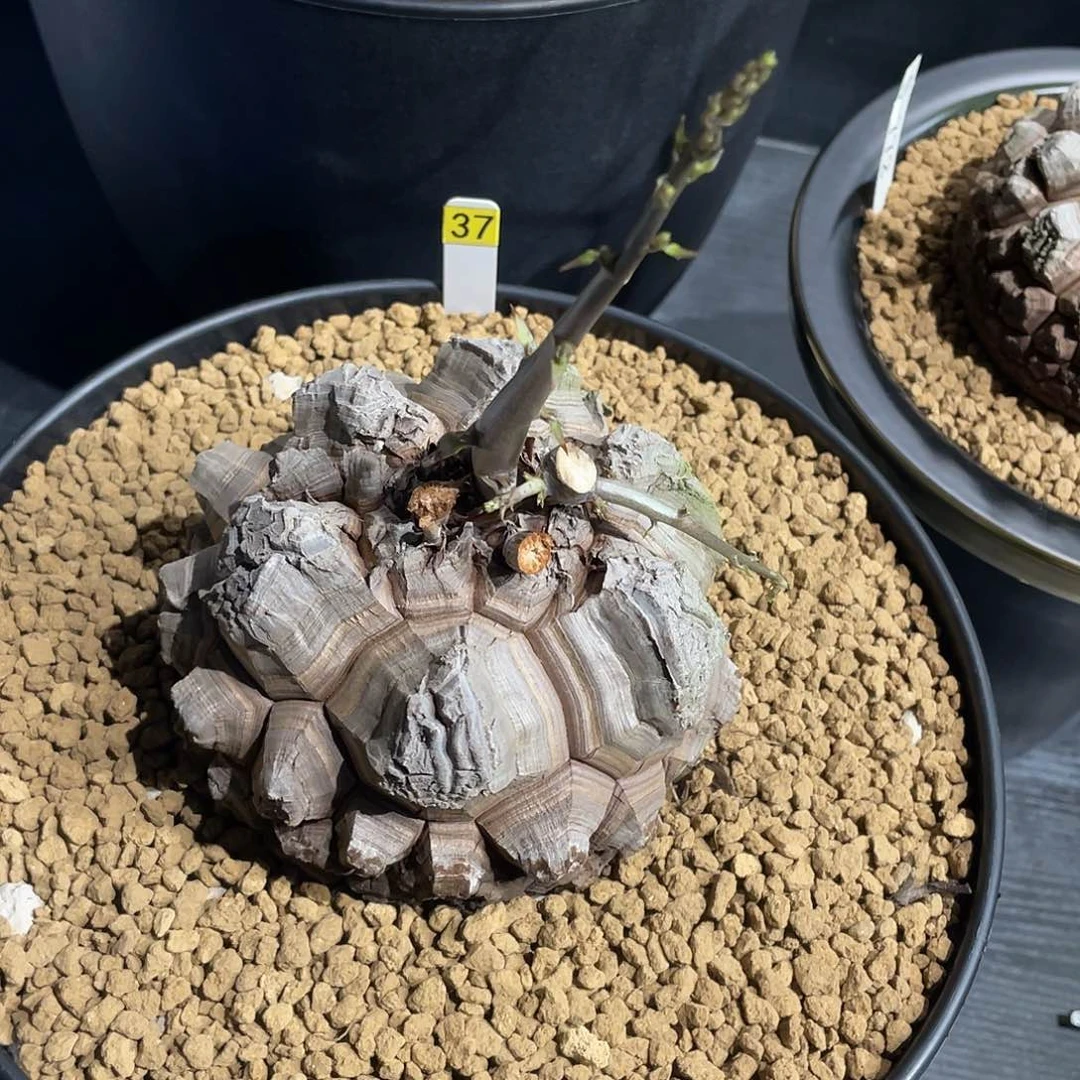 37号龟甲龙不退不换