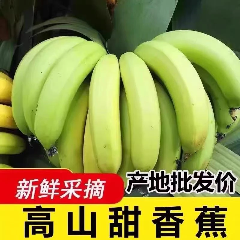 【现摘现发】9斤装广西高山甜香蕉产地直发新鲜当季青绿皮软糯香甜