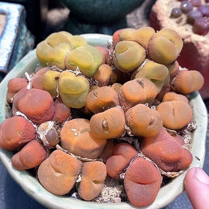 6527四头群生母本一颗