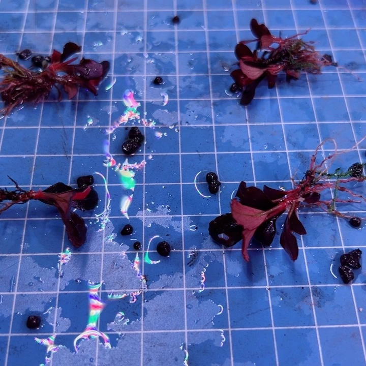 辣椒榕私藏圆福利