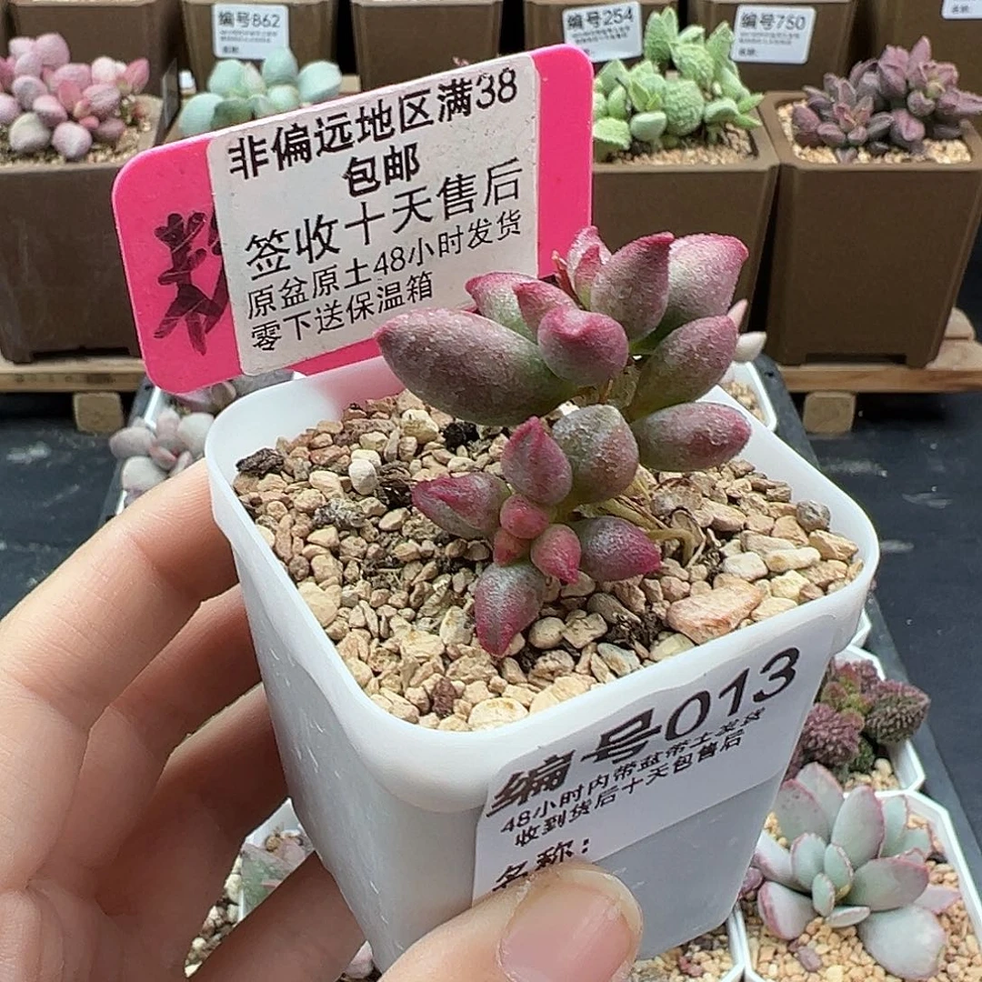 ?*?013红樱桃多肉植物