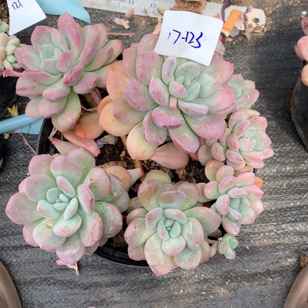 白鹭一物一拍17-123