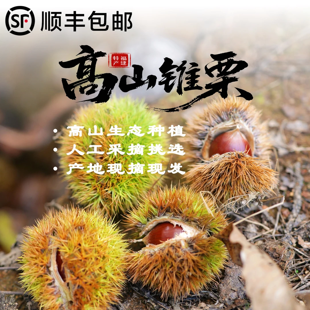 2025年新鲜高山锥栗油栗 新鲜采摘锥栗 现采现摘农产品 高山锥栗