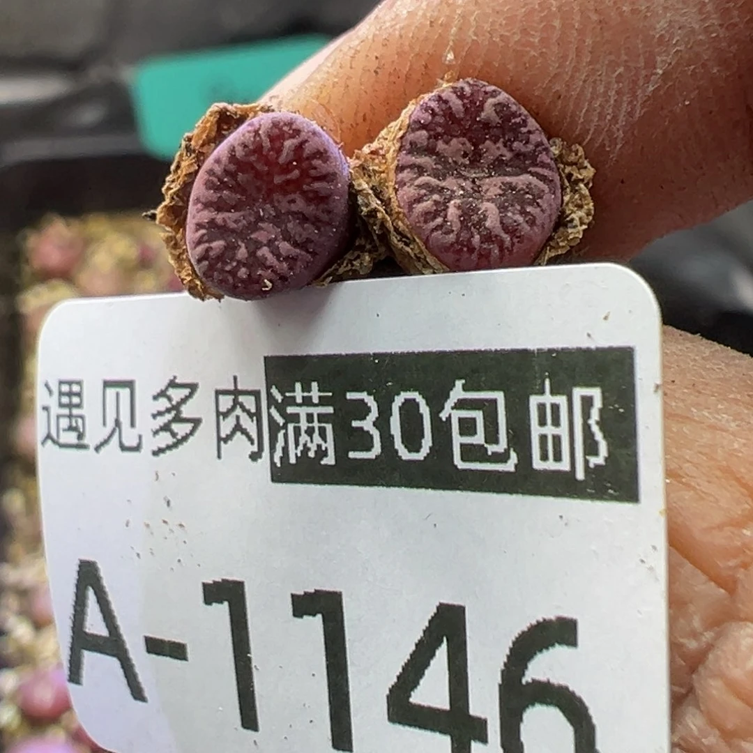 多肉植物1111111111111111