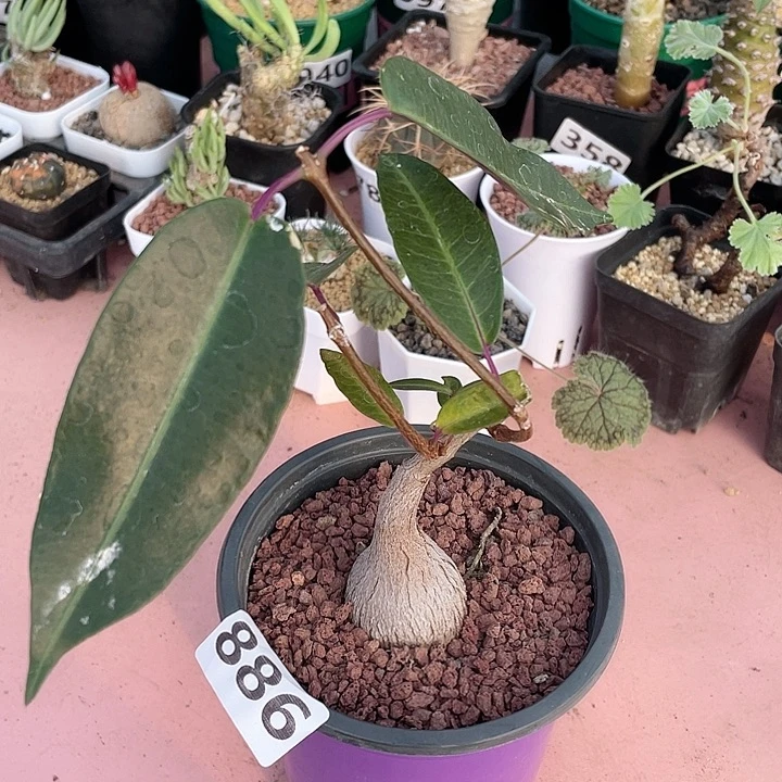 886紫背箩魔块根，