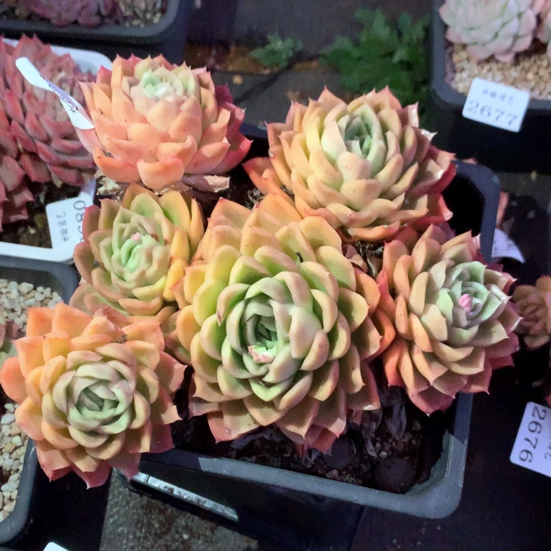 2683杂交多肉植物基地