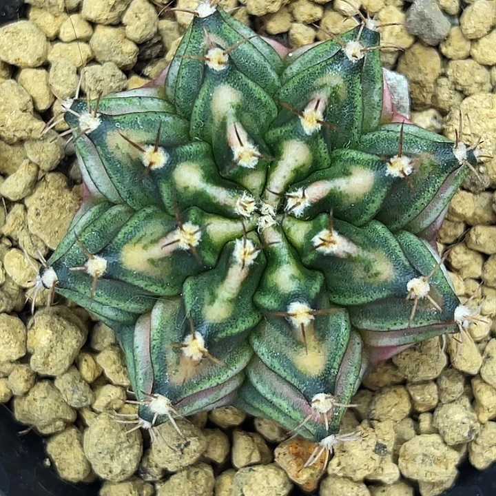 薄荷苏打 一物一拍。