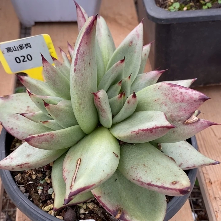 D020- 直播福利 乌木变异