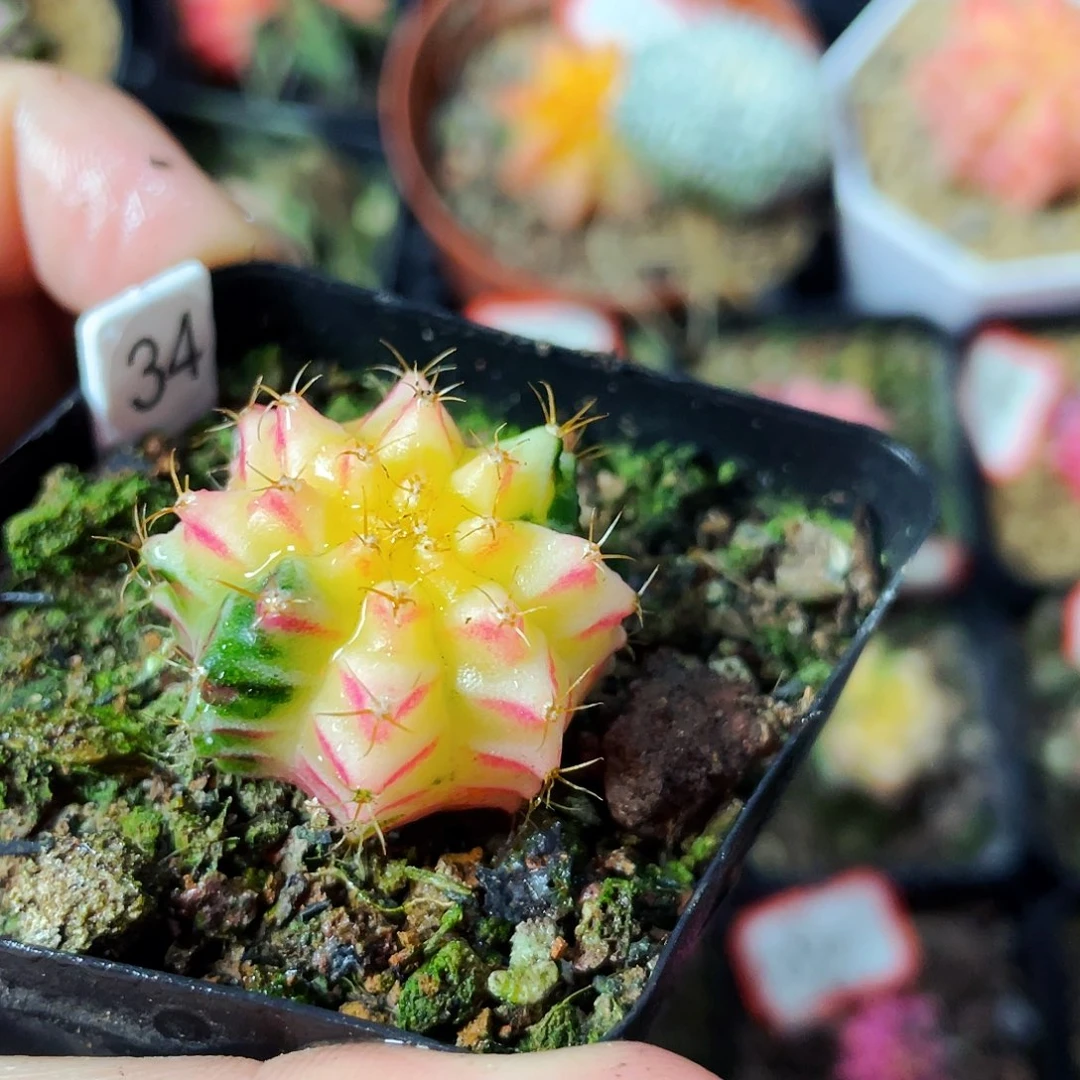 非偏远地区满25包邮仙人球裸根