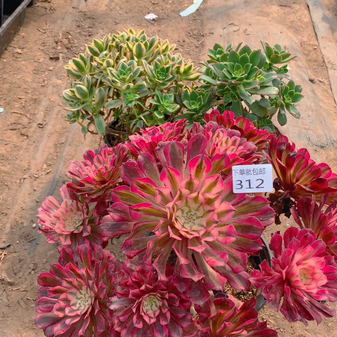 312红铜超白老桩多肉