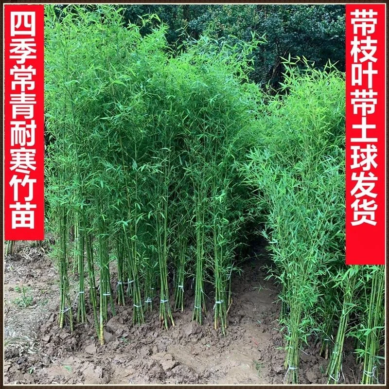 竹子苗四季常青南北方大型青竹黄金竹紫竹金镶玉庭院户外种植耐寒