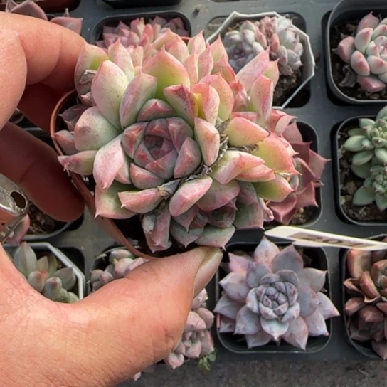 161桃熏多肉植物多