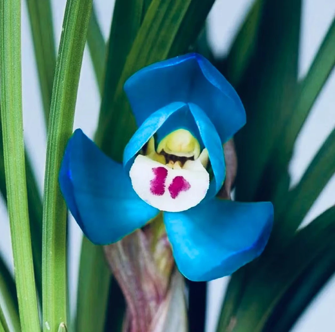 春兰（梦蝶）3苗草壮苗