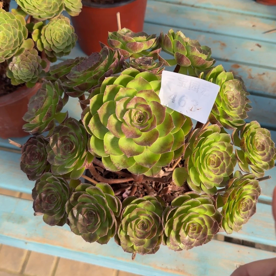 多肉植物463黑魔法师